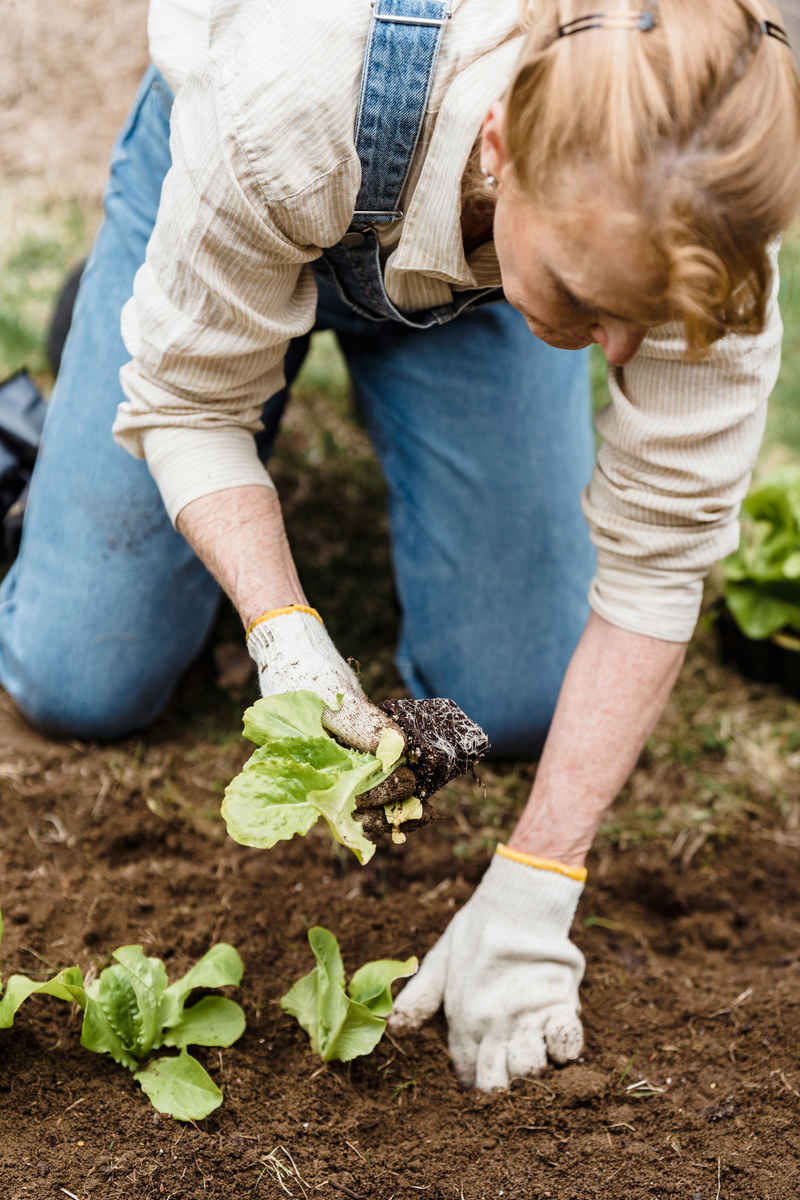 Crop gardener planting green seedlings