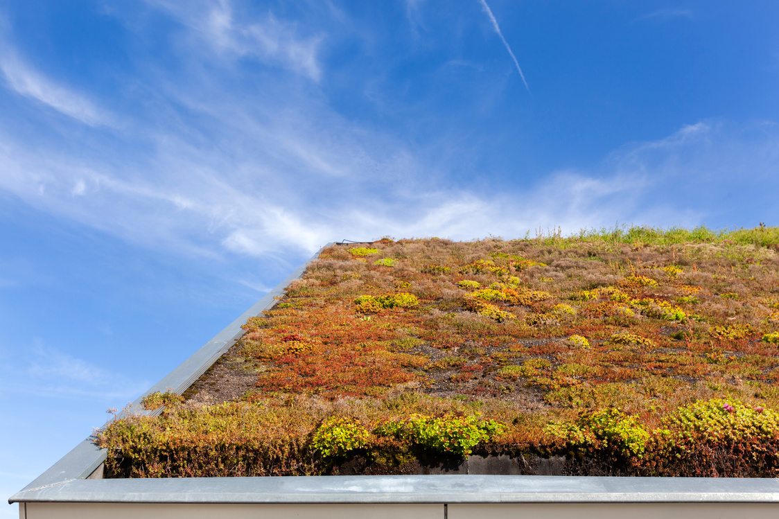 Sustainable and ecological green roof
